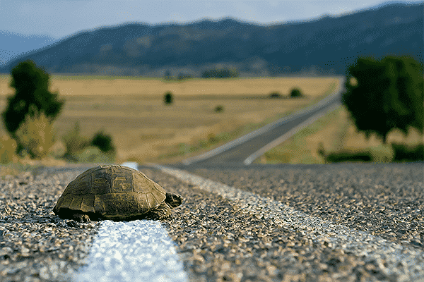 Should You Avoid Animals in the Road?