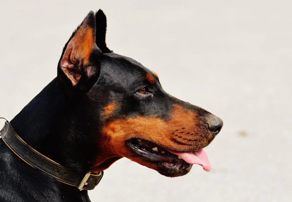 Getting Legal Assistance For Dog Bites