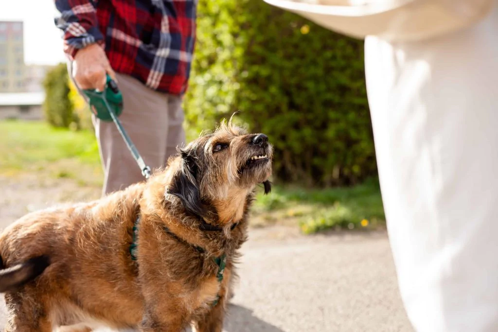New York Dog Bite Laws