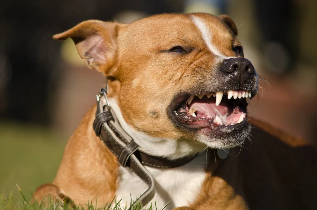 dog bite lawyers in new york